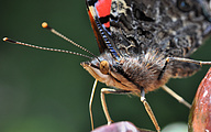 Atalanta (Vanessa atalanta)